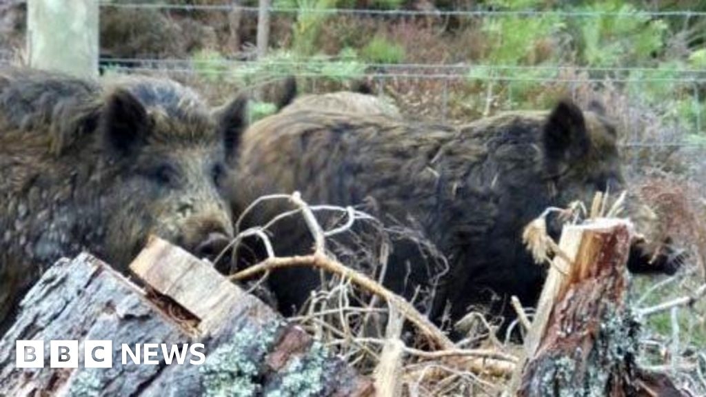 Why were the Cairngorms feral pigs killed?