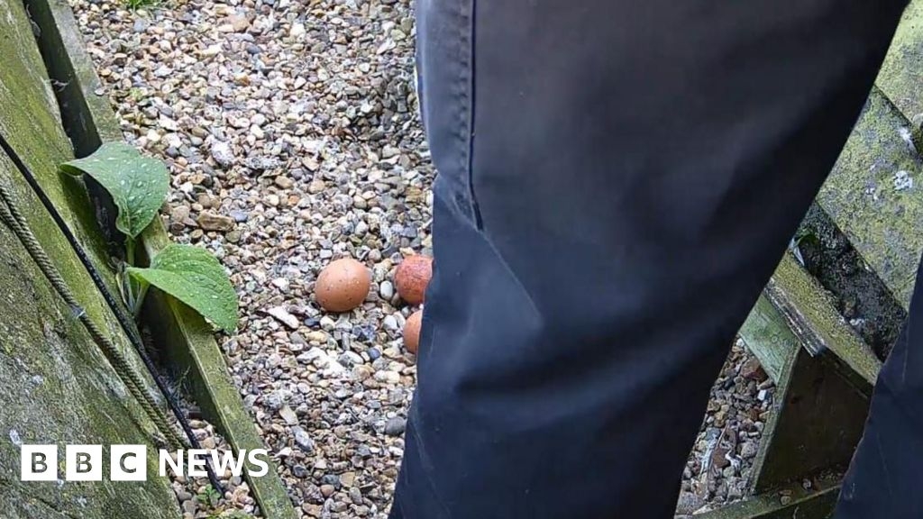 Peregrine falcon eggs smashed in St Albans Cathedral live stream