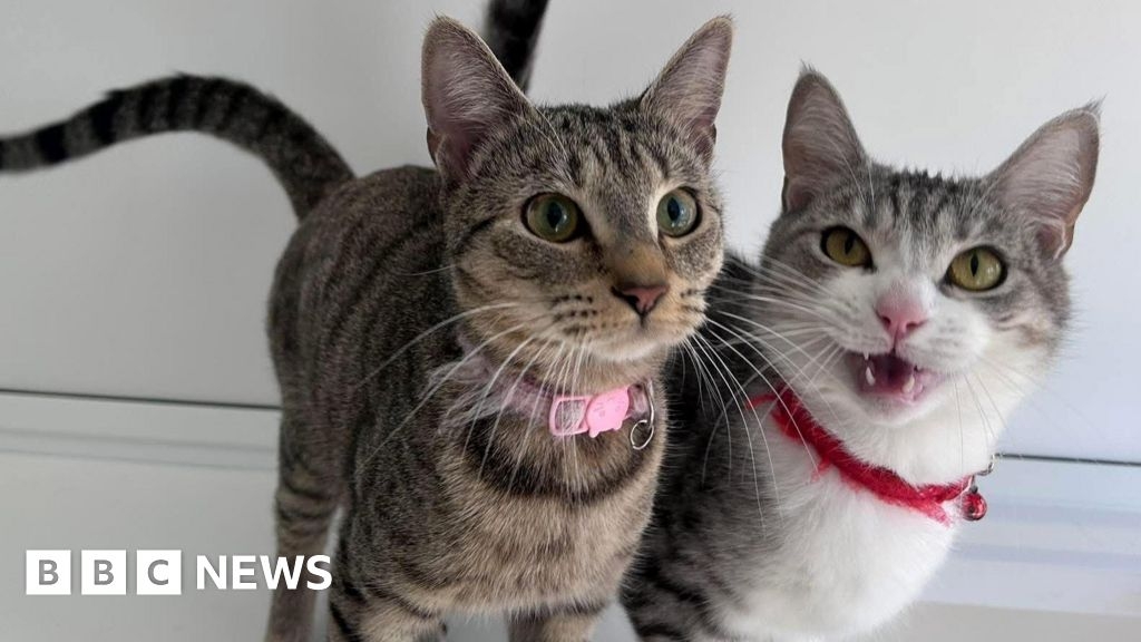 Suffolk sanctuary celebrates rescuing cats for 100 years