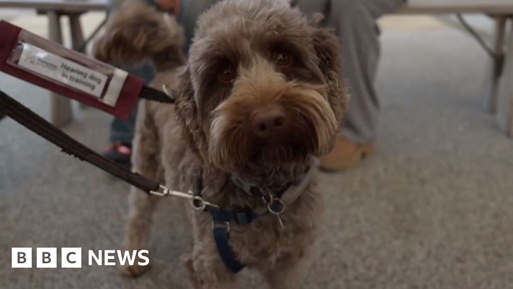Canine calming helps York students in exam season