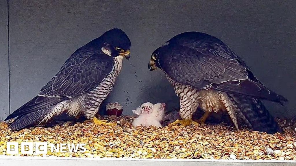 Ely Cathedral's first peregrine chicks in four years die