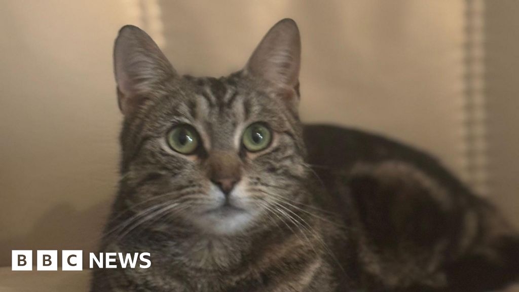 Essex charity say cats are being abandoned due to neutering costs