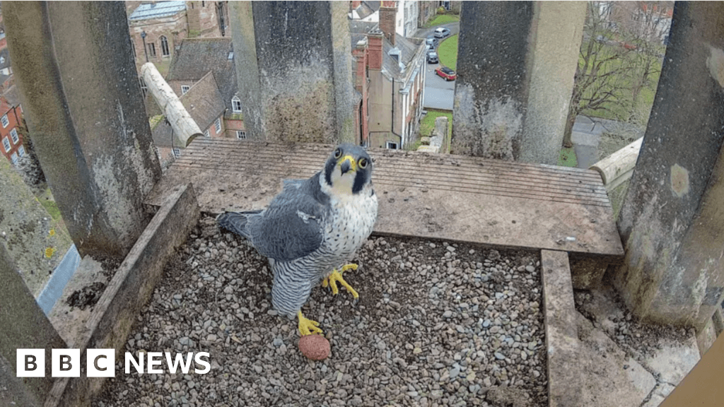 Final Worcester Cathedral peregrine chick healthy and well