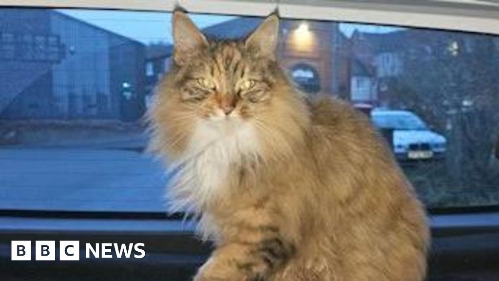 Halstead cat Cleo joins Essex Police patrol