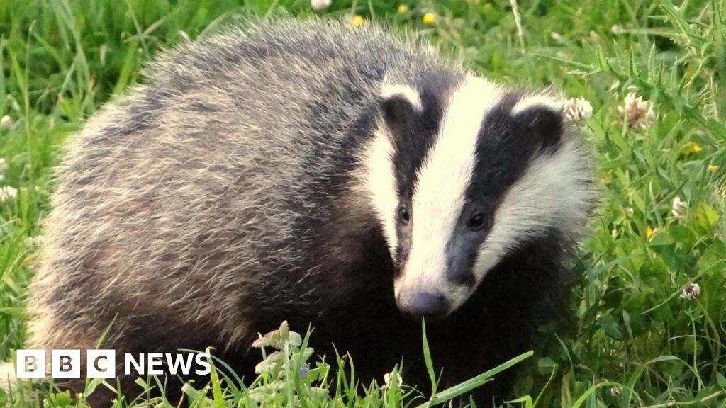 Dying badger found in Worcestershire with gun shot wound to head