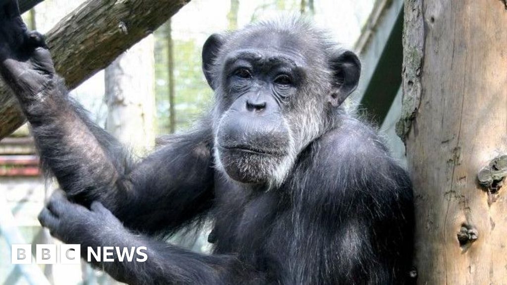 Life story of PG Tips chimp cared for at Twycross Zoo revealed