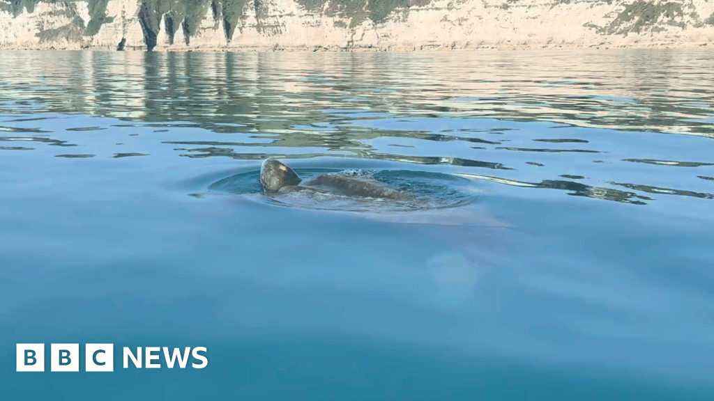 'Magnificent' leatherback turtle spotted near Devon coast