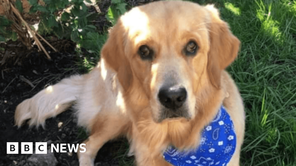 Sunderland dog owner blames polluted stream for pet death