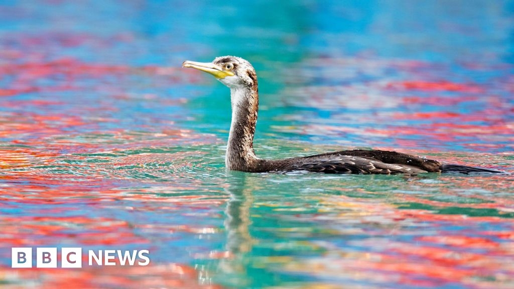 Colourful picture of shag wins "people's award"