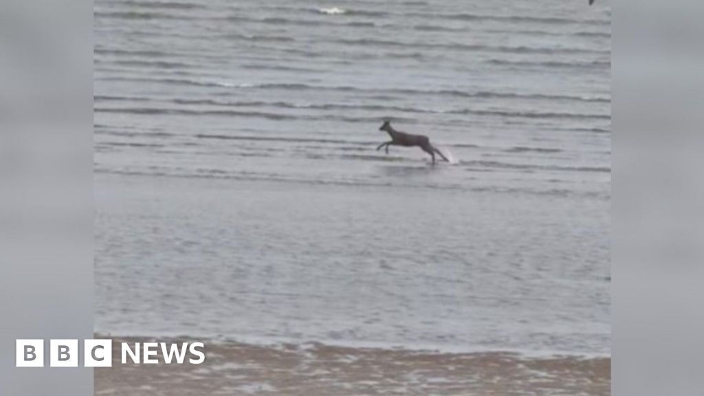 'Exhausted' deer dies after Cleethorpes beach chase, charity says