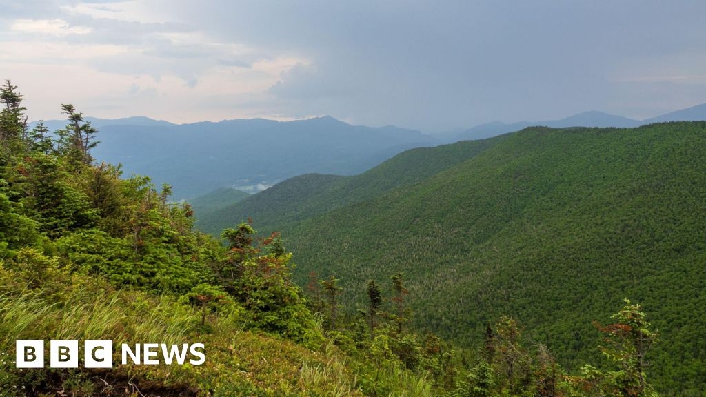 Campers high on mushrooms falsely report hiker's death