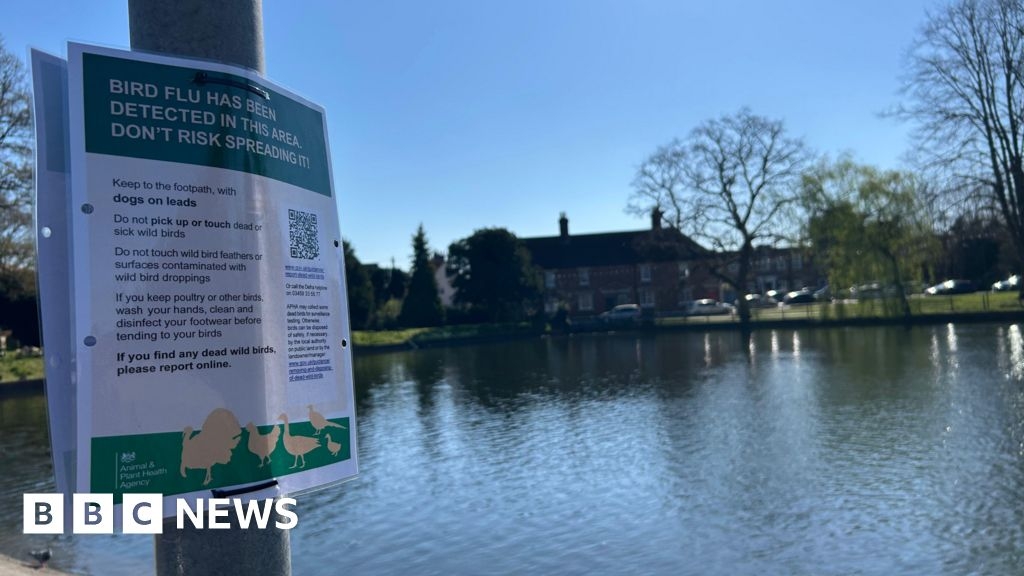 Devizes: Warning to dog walkers as bird flu found in dead gull