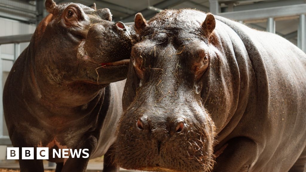 New hippos 'vital' to Longleat Safari Park's conservation plan