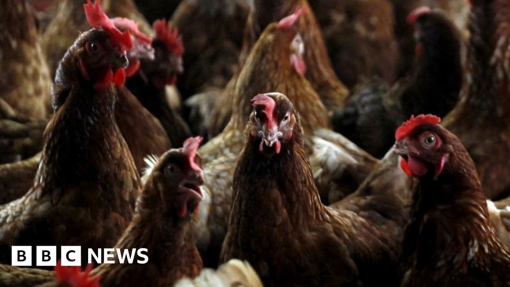 Bird flu outbreak confirmed in West Yorkshire poultry