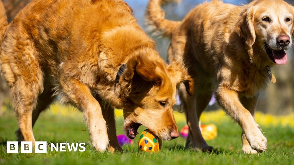 Dog care training field must 'cease' after planning appeal loss