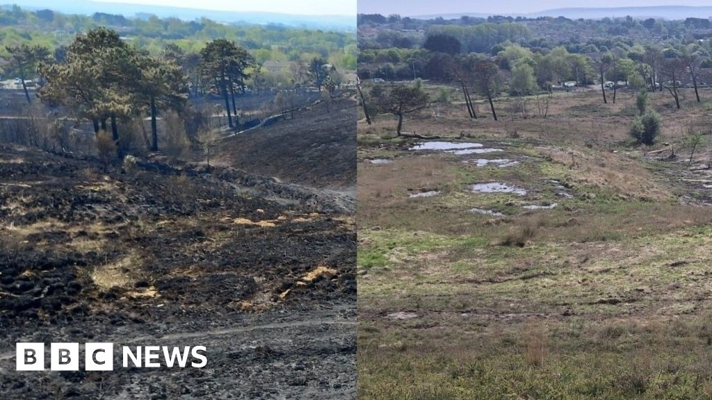Canford Heath recovery after fire damage shown in photographs