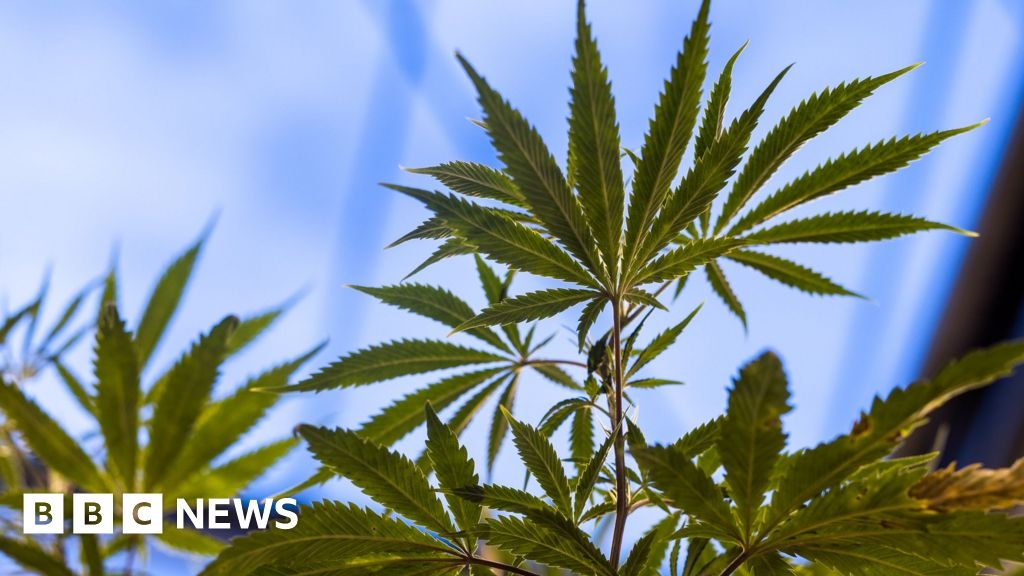 Cannabis plot accused 'had no idea what was in parcel'