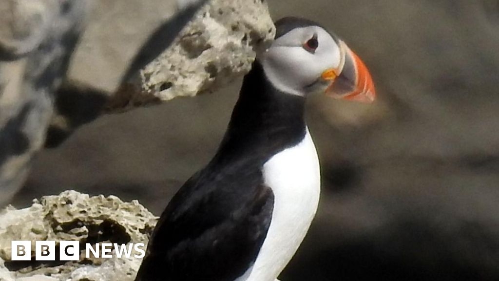 Dorset cliff cameras fail to solve missing puffins mystery
