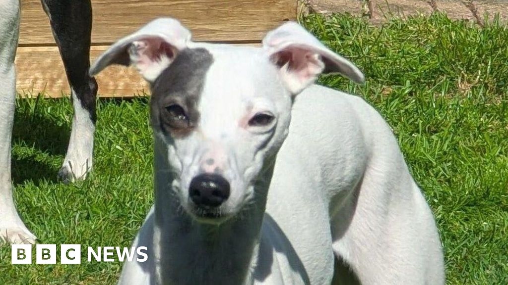 Family 'deeply upset' after dog stolen during walk in Birstall