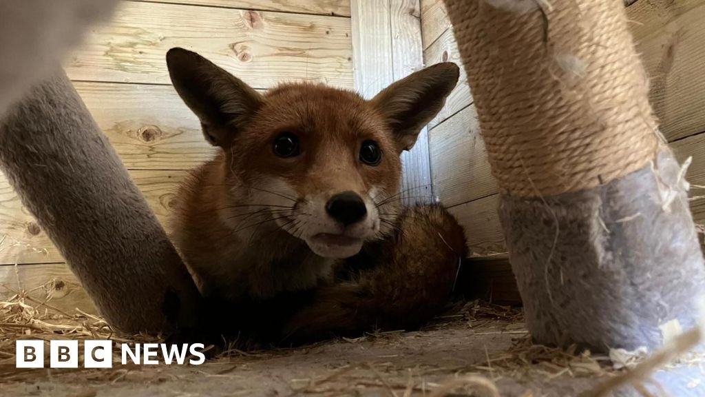 Hugo's Small Animal Rescue faces funding crisis, founder says