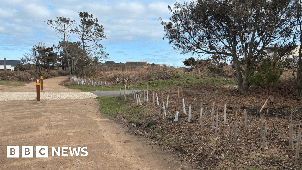 Thousands of trees planted in Jersey after Storm Ciarán