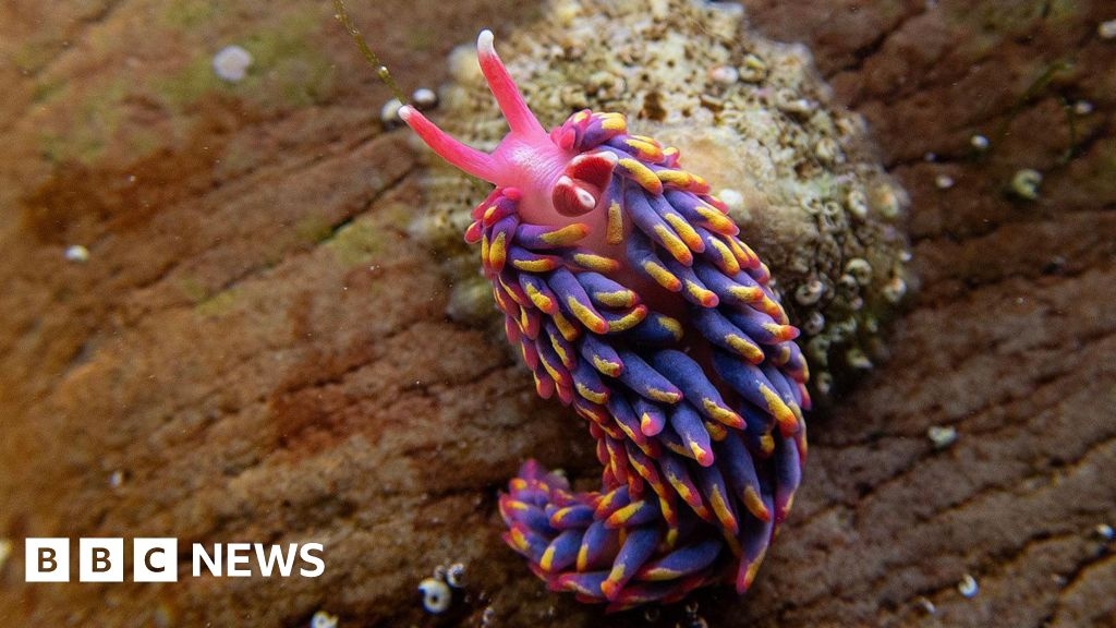Devon enthusiast explains why she loves 'jazzed up' sea slugs