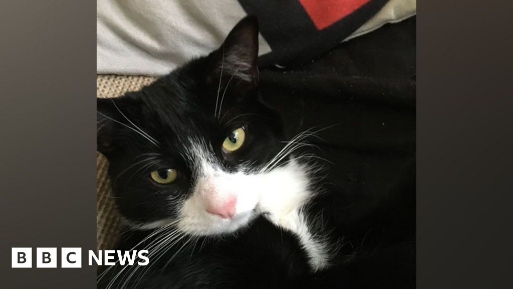 Halewood: 'Lucky-to-be-alive' shot cat's owner faces £10k bill