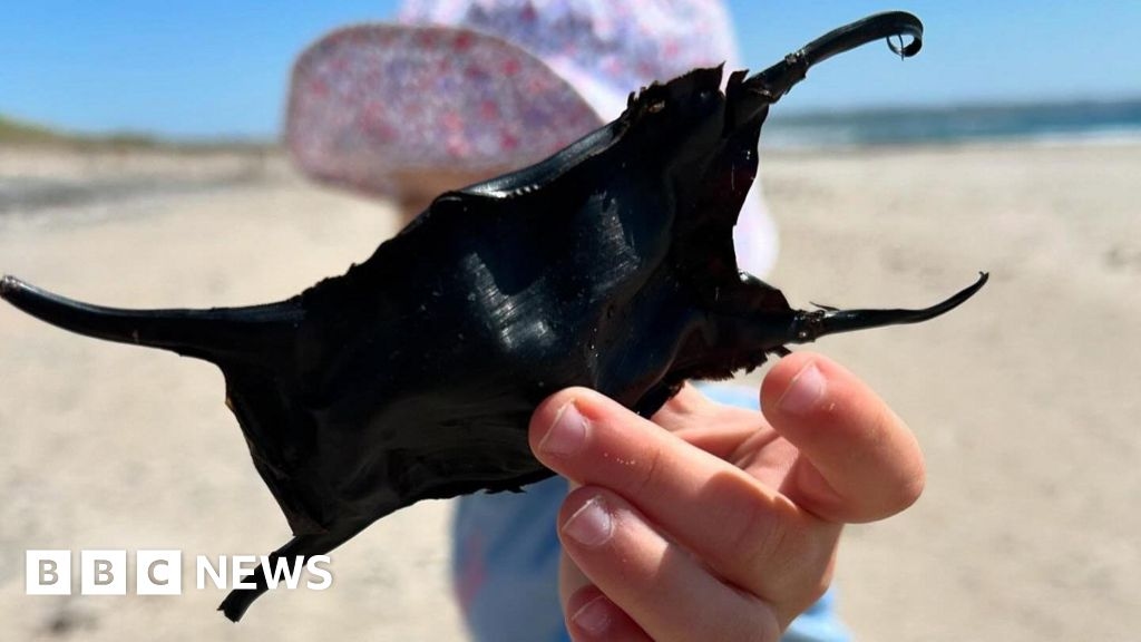 Jersey children take part in Easter shark egg hunt