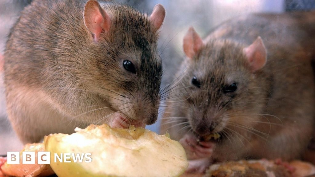 Fish on the Quay in Maldon closed by council over rat infestation