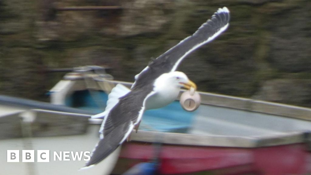 Cornwall seagull sips man's coffee before stealing his mug