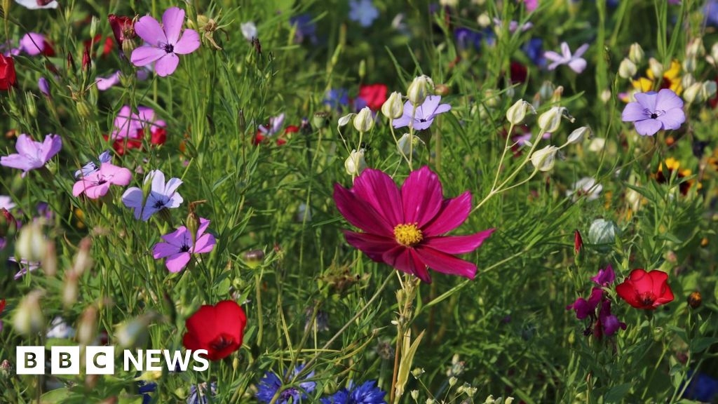 Gloucester 'urban greening strategy' to phase out weed killer use