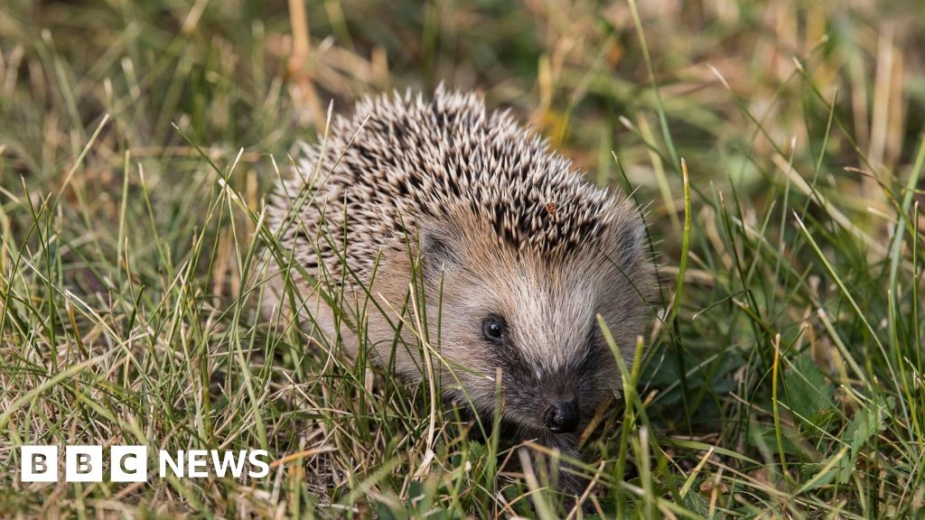 Plea for islanders to help hedgehogs in dry weather