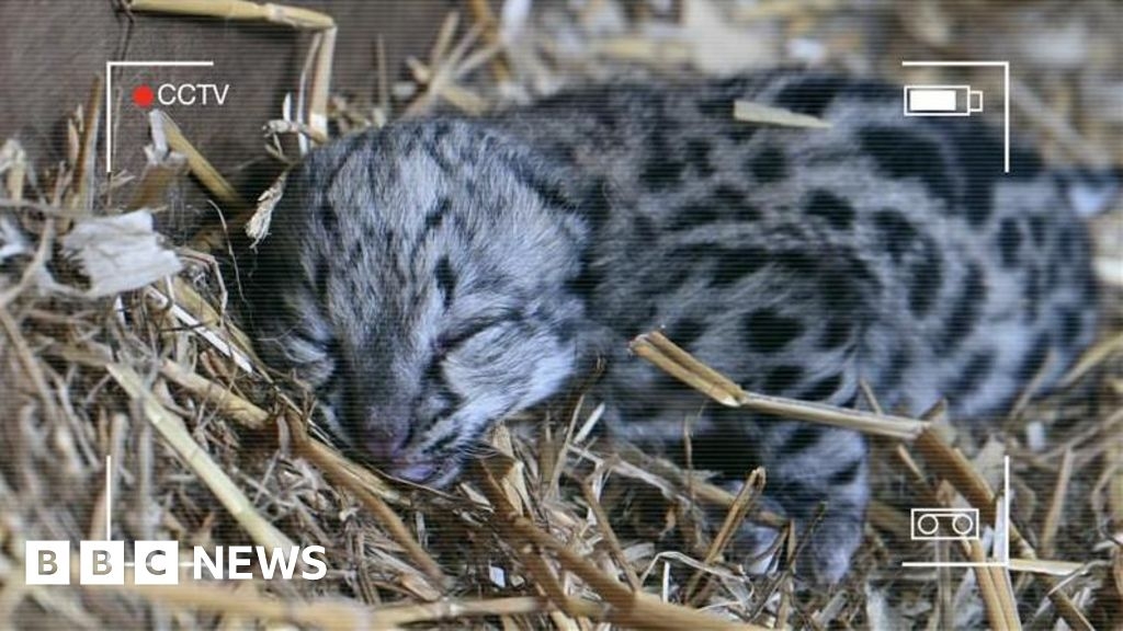 CCTV 'pivotal' in raising endangered snow leopard