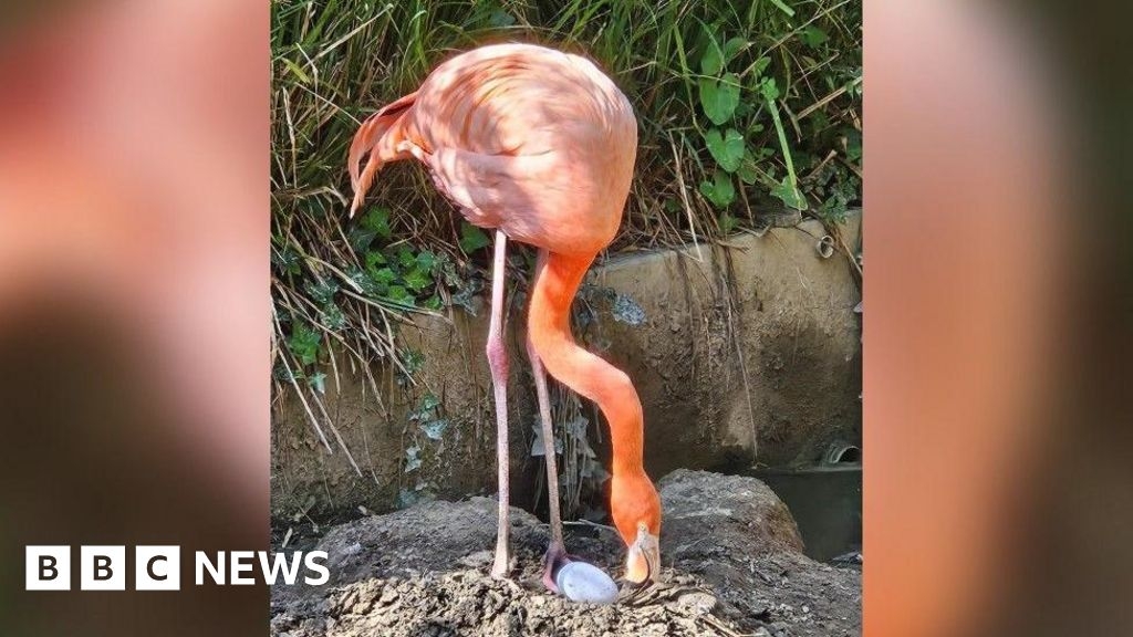 First flamingo egg of 2025 laid in Cornwall