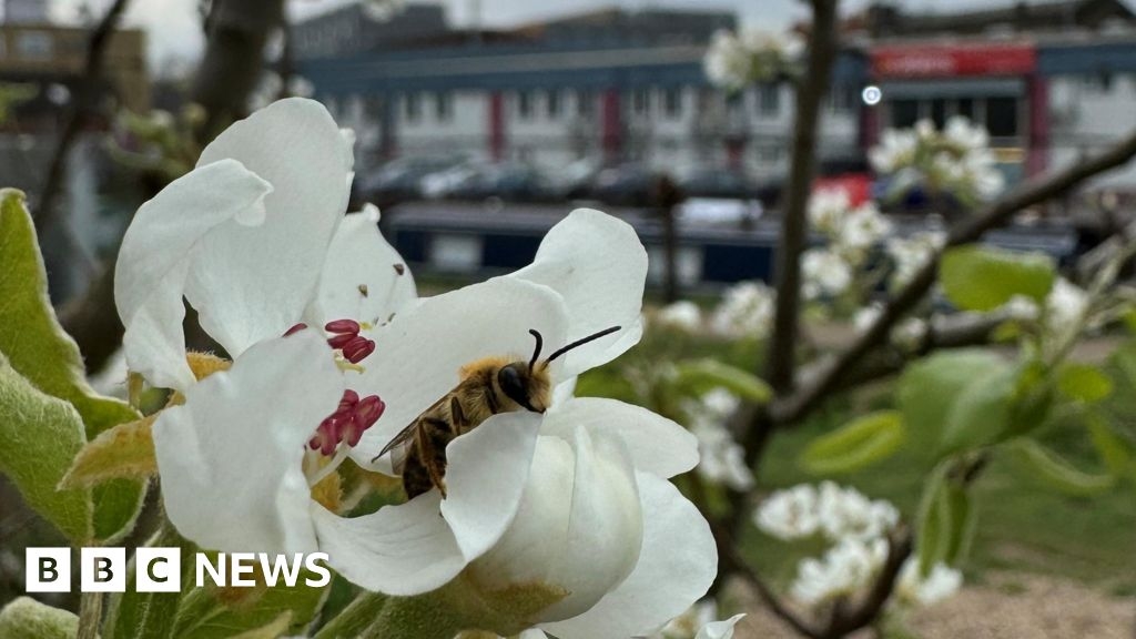 New flora and fauna at Queen Elizabeth Olympic Park