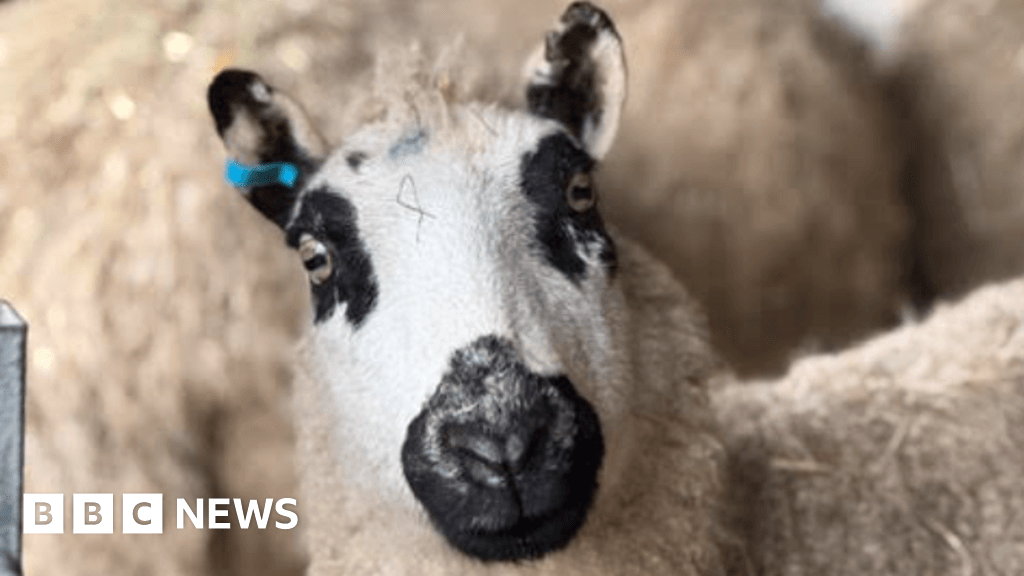 Woman scrambles to create 'forever home' for 180 sheep