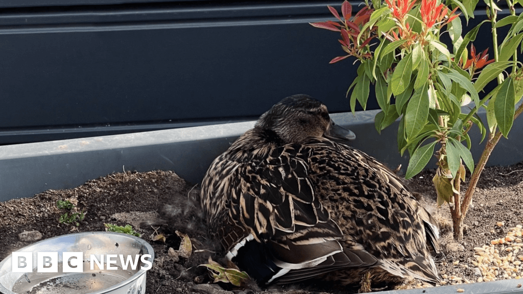 Teesside ducklings hatch after eggs rescued
