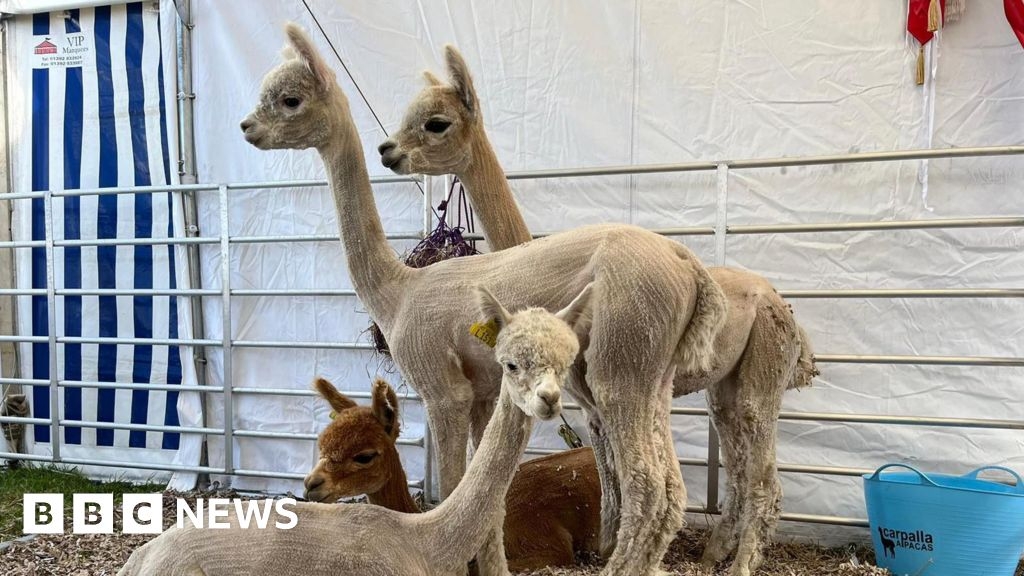 Royal Cornwall Show: tickets, times and travel information
