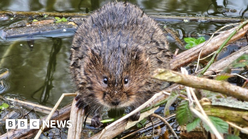 Call for volunteers to spot endangered water voles
