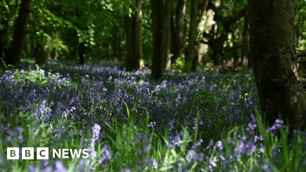 Secret bluebell woodland in Upper Denby opens for one day only