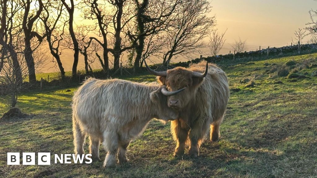 Somerset in Pictures: Blue skies, cows and Crufts