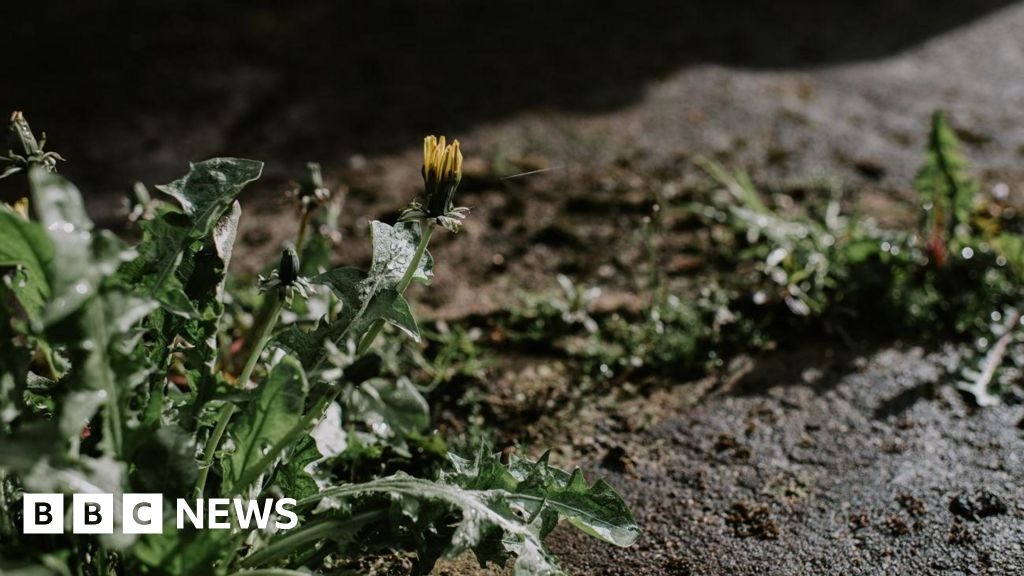 South Kesteven District Council plans to cut use of weedkiller
