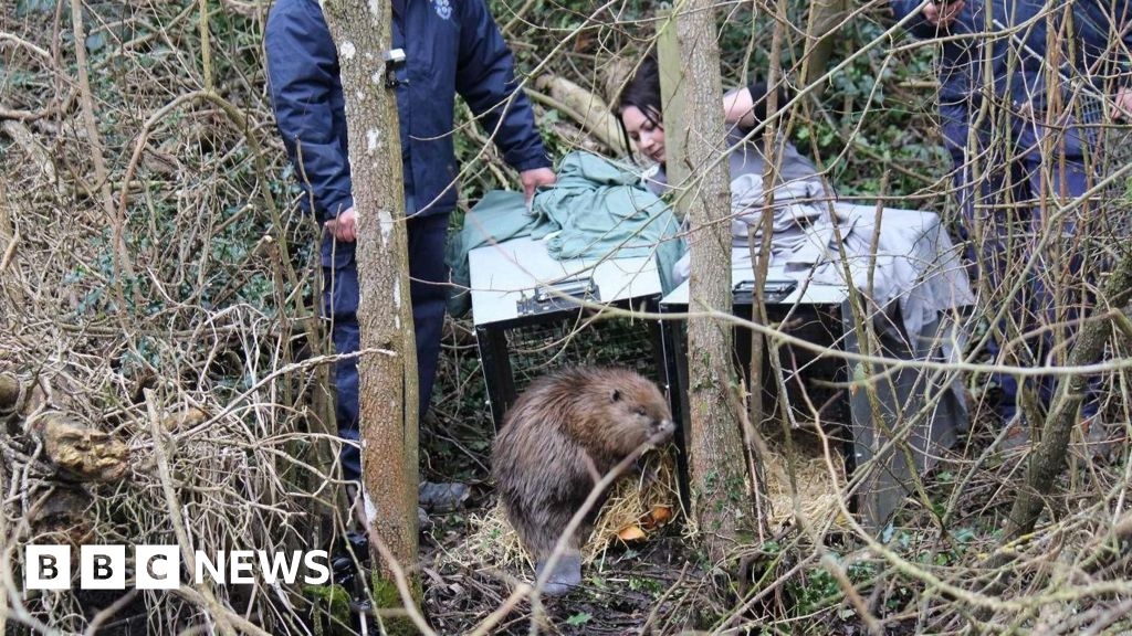 Shrewsbury nature reserve beavers to be named by schoolchildren