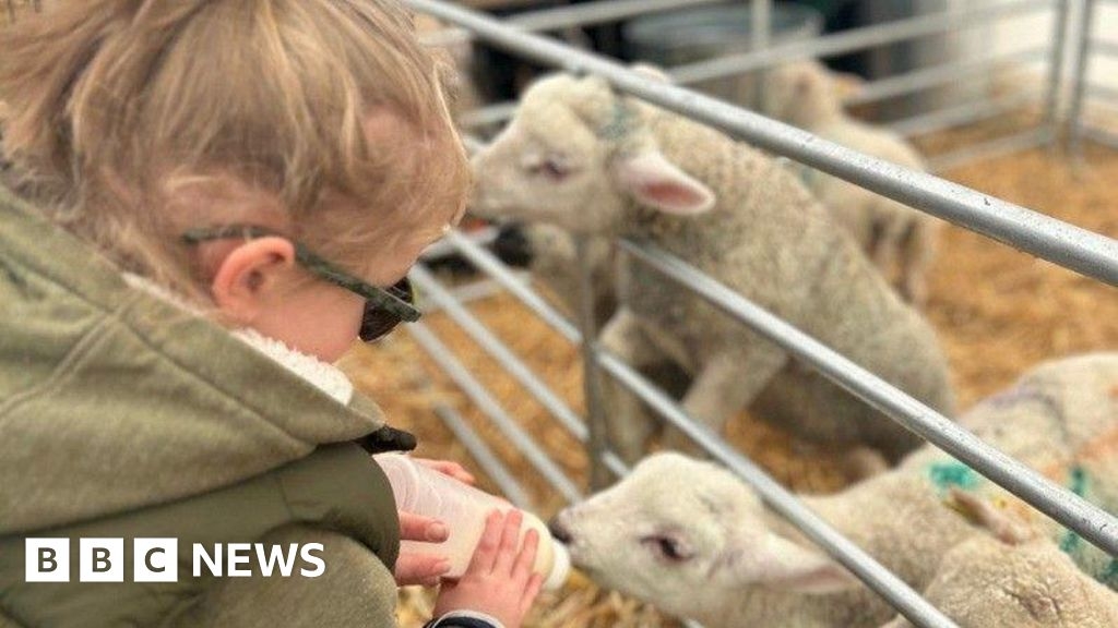 Irchester lamb-feeding event expanded ahead of its spring return