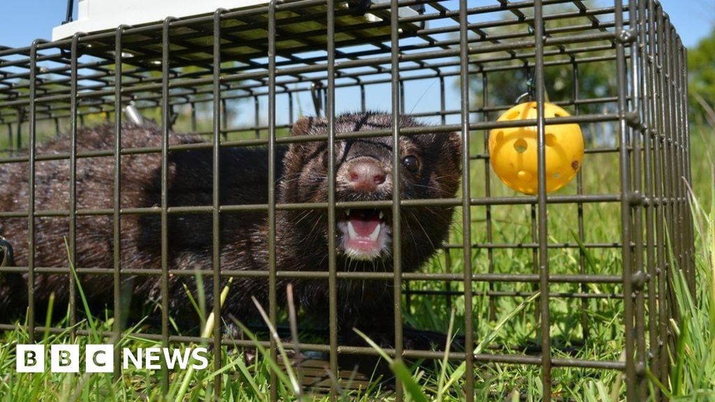 Leicestershire: Mink 'control' policy in bid to save water voles