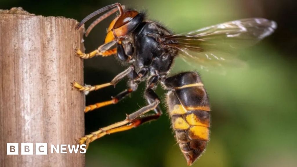 Record-breaking Asian hornet nest found in Guernsey