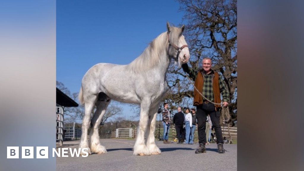 Cannon Hall Farm announces shock death of horse seen on TV