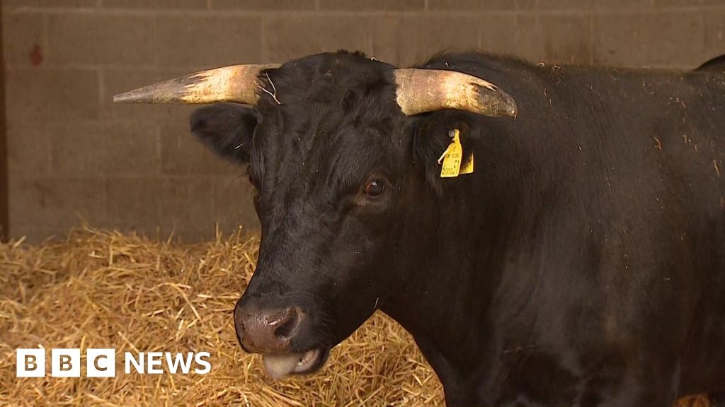 Runaway bull now in Norfolk 'may have fled from slaughterhouse'