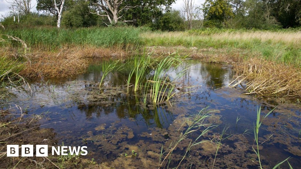 Dormant seeds from Watton Ice Age pond project germinate