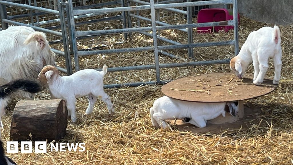 Godstone Farm celebrates birth of rare goat quadruplets